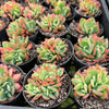 [PACK of 10 PLANTS] x  Echeveria 'Low' ( Mix : crest & Multi heads)