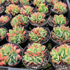 [PACK of 10 PLANTS] x  Echeveria 'Low' ( Mix : crest & Multi heads)