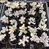 (Ex-Mother Plant Stock) Cotyledon Orbiculata cv. Short Round Leaf variegated