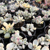 (Ex-Mother Plant Stock) Cotyledon Orbiculata cv. Short Round Leaf variegated