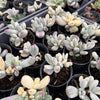 (Ex-Mother Plant Stock) Cotyledon Orbiculata cv. Short Round Leaf variegated