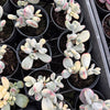 (Ex-Mother Plant Stock) Cotyledon Orbiculata cv. Short Round Leaf variegated