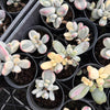 (Ex-Mother Plant Stock) Cotyledon Orbiculata cv. Short Round Leaf variegated