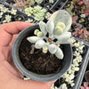 (Ex-Mother Plant Stock) Cotyledon Orbiculata cv. Short Round Leaf variegated