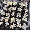 (Ex-Mother Plant Stock) Cotyledon Orbiculata cv. Short Round Leaf variegated