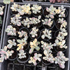 (Ex-Mother Plant Stock) Cotyledon Orbiculata cv. Short Round Leaf variegated