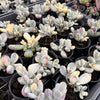 (Ex-Mother Plant Stock) Cotyledon Orbiculata cv. Short Round Leaf variegated
