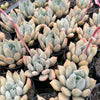 [PACK of 10 PLANTS] x  Echeveria Machete
