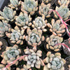 [PACK of 10 PLANTS] x  Echeveria Machete