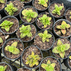 [PACK of 10 PLANTS] x Crassula 'Springtime'