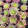 [PACK of 10 PLANTS] x Echeveria 'Iceberg Queen' (KRF)