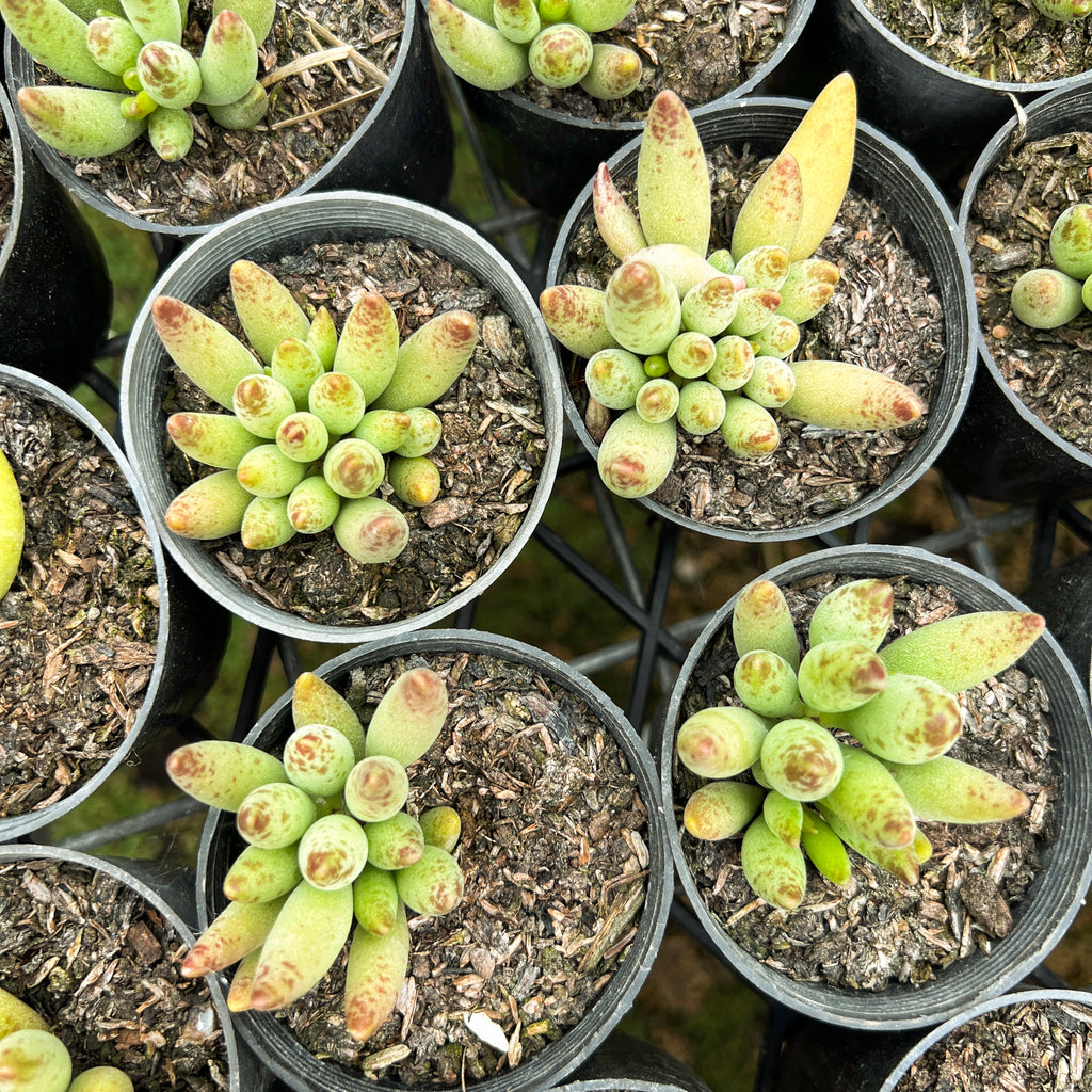 [PACK of 10 PLANTS] x Adromischus filicaulis subsp. marlothii