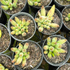 [PACK of 10 PLANTS] x Adromischus filicaulis subsp. marlothii