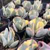 [PACK of 10 PLANTS] x Cotyledon undulata f. variegata