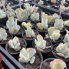 [PACK of 10 PLANTS] x Cotyledon undulata f. variegata