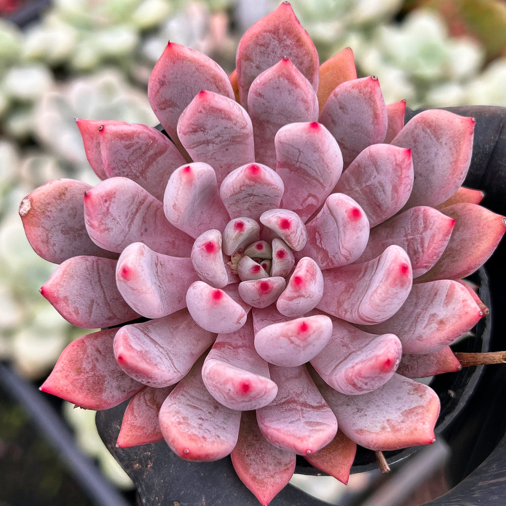 [PACK of 10 PLANTS] x Echeveria 'Texensis Rosea'