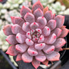 [PACK of 10 PLANTS] x Echeveria 'Texensis Rosea'