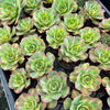 [PACK of 10 PLANTS] x Aeonium 'Lemon-Lime' (aka. A. Starburst)