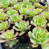 [PACK of 10 PLANTS] x Aeonium 'Lemon-Lime' (aka. A. Starburst)