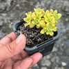 [PACK of 10 PLANTS] x Aichryson bethencourtianum Variegated
