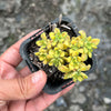 [PACK of 10 PLANTS] x Aichryson bethencourtianum Variegated
