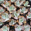 [PACK of 10 PLANTS] x Echeveria 'Pastel'