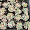[PACK of 10 PLANTS] x Echeveria 'Hyalina's choice' (Multi heads)