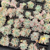[PACK of 10 PLANTS] x Echeveria 'Hyalina's choice' (Multi heads)