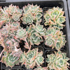 [PACK of 10 PLANTS] x Echeveria 'Hyalina's choice' (Multi heads)