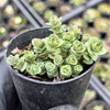 [PACK of 10 PLANTS] x Sedum 'Lime Zinger'