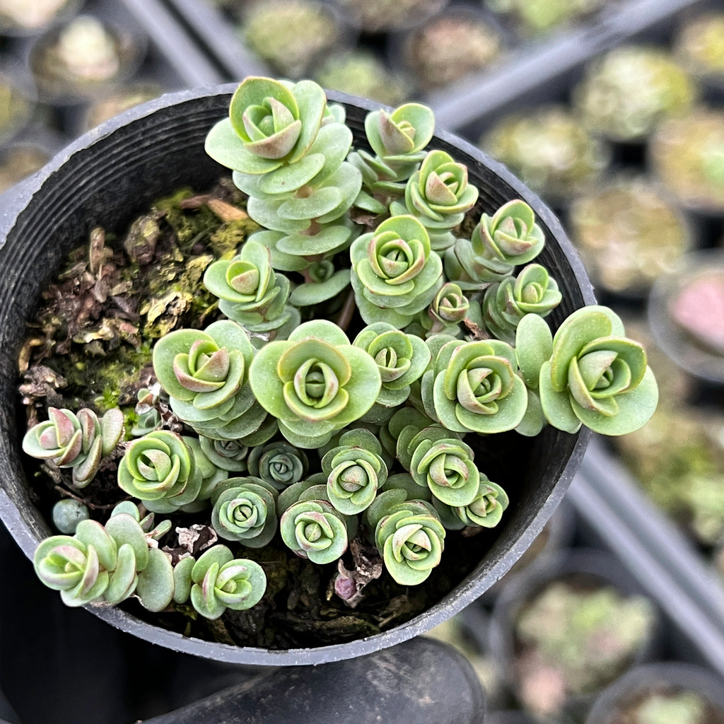 [PACK of 10 PLANTS] x Sedum 'Lime Zinger'