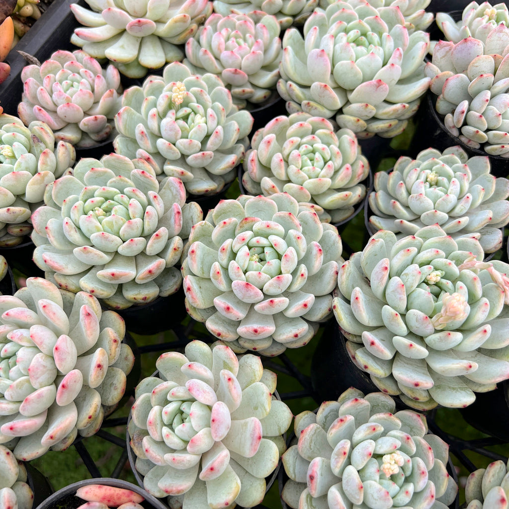 [PACK of 10 PLANTS] x Echeveria 'Viant'