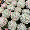 [PACK of 10 PLANTS] x Echeveria 'Viant'