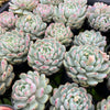 [PACK of 10 PLANTS] x Echeveria 'Viant'