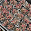 [PACK of 10 PLANTS] x  Crassula exilis ssp cooperi