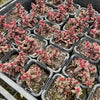 [PACK of 10 PLANTS] x  Crassula exilis ssp cooperi