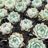 [PACK of 10 PLANTS] x Echeveria 'Lindsayana x Albicans'