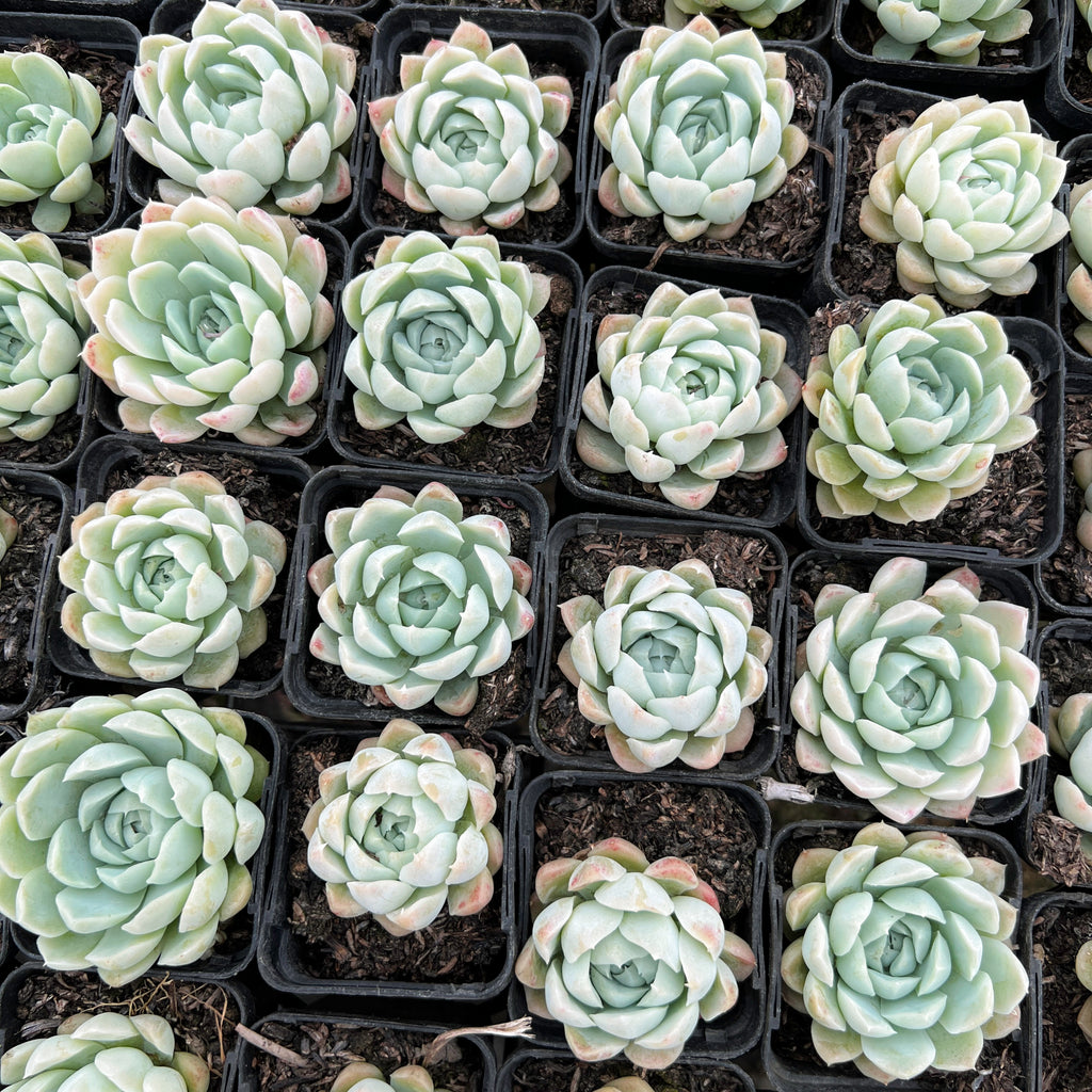 [PACK of 10 PLANTS] x Echeveria 'Lindsayana x Albicans'