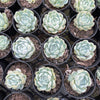 [PACK of 10 PLANTS] x Echeveria 'Elegans' (Mexican Snowball)