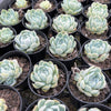 [PACK of 10 PLANTS] x Echeveria 'Elegans' (Mexican Snowball)