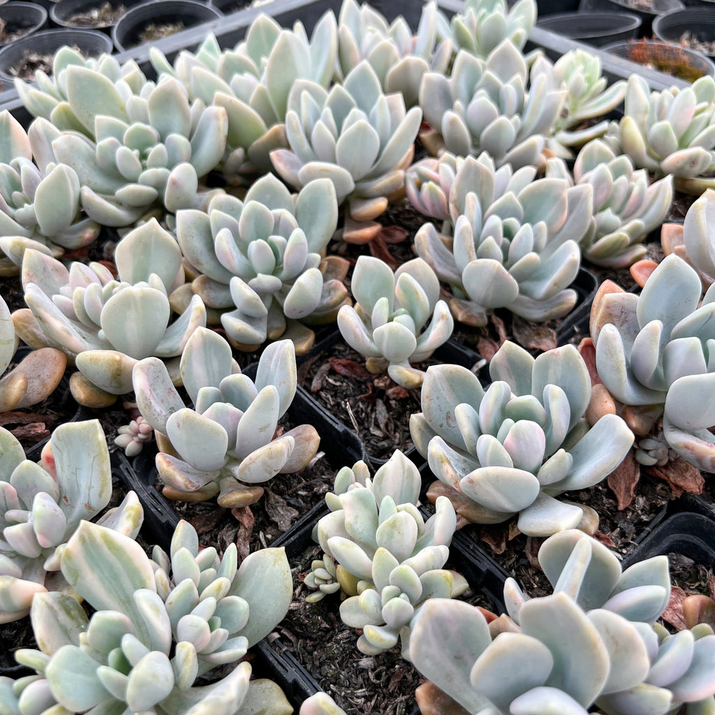 [PACK of 10 PLANTS] x Pachyveria 'Pachyphytoides' Variegated