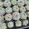 [PACK of 10 PLANTS] x Echeveria Rosanna ( Echeveria colorata x lauii )