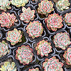 [PACK of 10 PLANTS] x Echeveria 'Mactory'