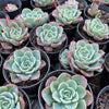 [PACK of 10 PLANTS] x Echeveria 'Lara'