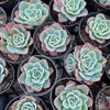 [PACK of 10 PLANTS] x Echeveria 'Lara'