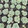 [PACK of 10 PLANTS] x  Graptoveria Cutie Beans 'Moemame'