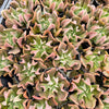 [PACK of 10 PLANTS] x Echeveria 'Dark Vader'