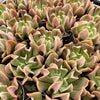 [PACK of 10 PLANTS] x Echeveria 'Dark Vader'