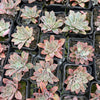 [PACK of 10 PLANTS] x Echeveria 'Fantastic Fountain'