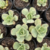 [PACK of 10 PLANTS] x Echeveria Mocha Variegated